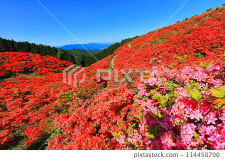 [Nara Prefecture] Katsuragi Plateau's Natural Azalea Garden in Full Bloom (One Million Trees at a Glance) 114458700