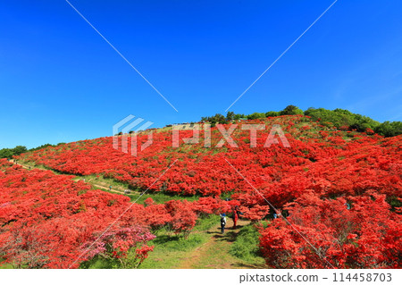 [Nara Prefecture] Katsuragi Plateau's Natural Azalea Garden in Full Bloom (One Million Trees at a Glance) 114458703