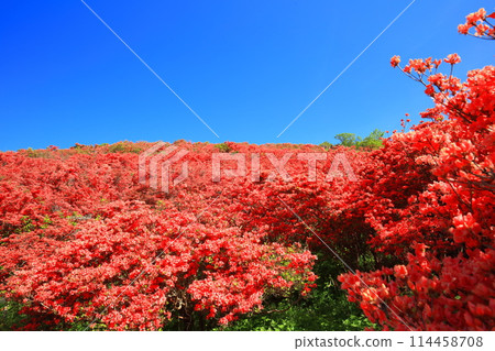[奈良縣]葛城高原天然杜鵑花盛開的花園（一百萬棵） 114458708