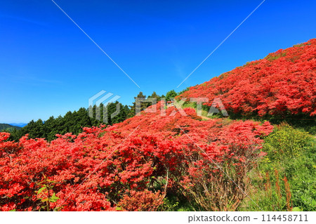 [Nara Prefecture] Katsuragi Plateau's Natural Azalea Garden in Full Bloom (One Million Trees at a Glance) 114458711