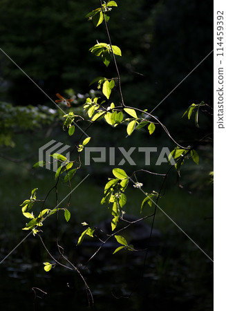 A stream surrounded by fresh greenery 114459392