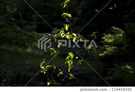 A stream surrounded by fresh greenery 114459393