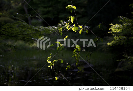 A stream surrounded by fresh greenery 114459394