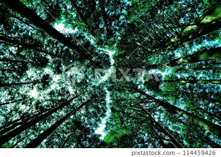 Shining green trees in the forest Shining green trees in the forest 114459426