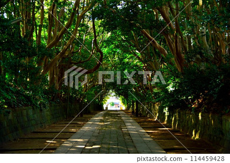 Mysterious tree tunnel Mysterious tree tunnel 114459428