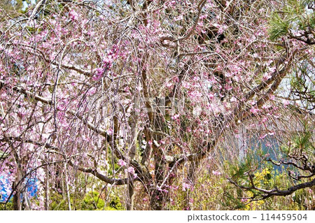 Weeping cherry tree big tree 114459504