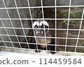 Musk cat 114459584