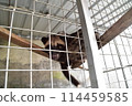 Musk cat 114459585