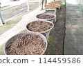 Coffee beans during the washing and drying process 114459586