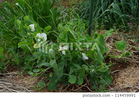 <March> Peas in bloom. Location: Home garden (Yamato City, Kanagawa Prefecture) <March> Peas in bloom. Location: Home garden (Yamato City, Kanagawa Prefecture) 114459991
