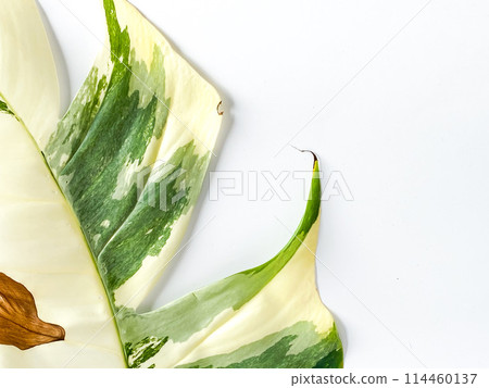 Epipremnum Pinnatum Variegate Leave on the white background Epipremnum Pinnatum Variegate Leave on the white background 114460137