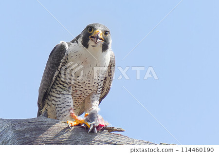 成年遊隼，一種無所畏懼的猛禽 114460190