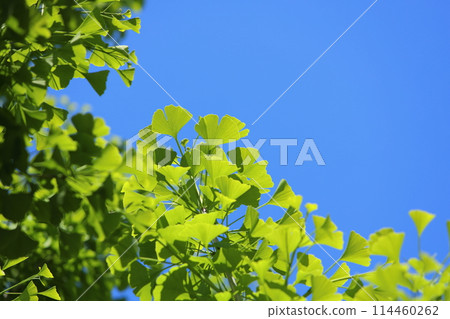 Fresh green ginkgo trees shining against the blue sky [Blue sky background] 114460262