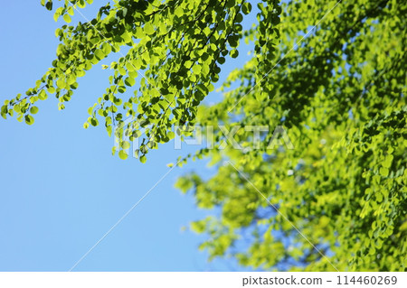 假髮的新綠在藍天的襯托下閃閃發亮【藍天背景】 114460269