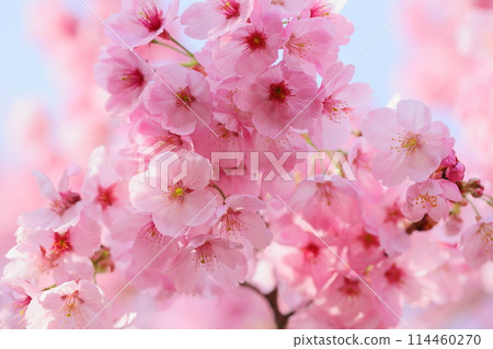盛開的陽光櫻花特寫 114460270