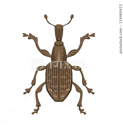 Large pine weevil on white background 114460413