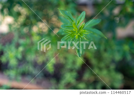 Greens growing in autumn 114460517