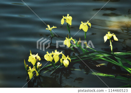 These are yellow irises blooming by the water. 114460523