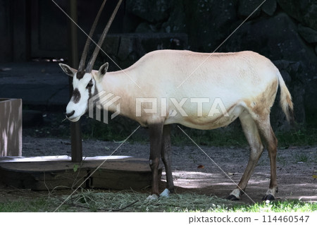 Arabian Orix 114460547