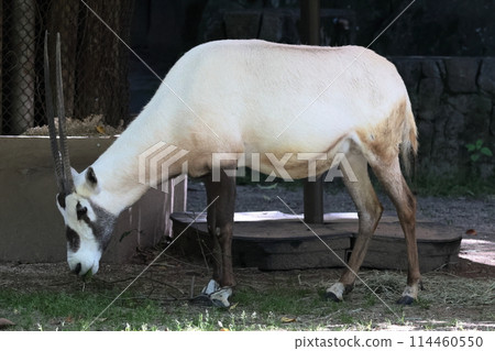 Arabian Orix Arabian Orix 114460550