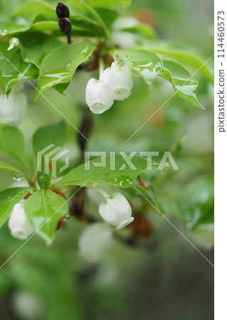 Enkianthus flowers wet with rain Enkianthus flowers wet with rain 114460573