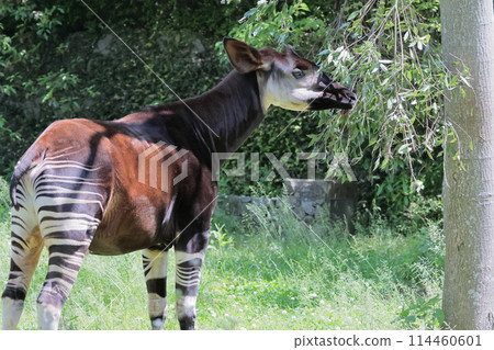 Okapi 114460601