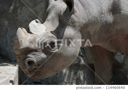 日本柏樹 114460640