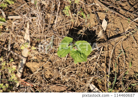 <May> Bitter melon seedlings. Photographed in a home garden (Yamato City, Kanagawa Prefecture). 114460687