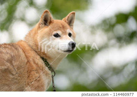 Shiba Inu on a background of fresh greenery Shiba Inu in the shedding season Shiba Inu Akane Senior model dog Shiba Inu on a background of fresh greenery Shiba Inu in the shedding season Shiba Inu Akane Senior model dog 114460977