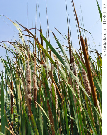 Flowers of the cattail tree Flowers of the cattail tree 114461159