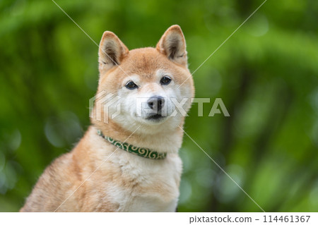 Shiba Inu on a green background Shiba Inu on a fresh green background Senior model dog Akane Shiba Inu on a green background Shiba Inu on a fresh green background Senior model dog Akane 114461367