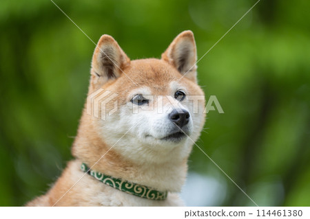 Shiba Inu on a green background Shiba Inu on a fresh green background Senior model dog Akane 114461380