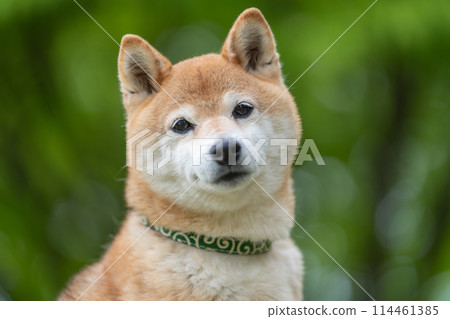 Shiba Inu on a green background Shiba Inu on a fresh green background Senior model dog Akane 114461385