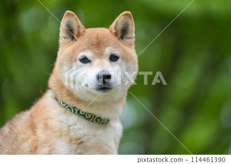綠色背景的柴犬 新鮮綠色背景的柴犬 高級模型狗 Akane 114461390