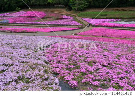 A hill where moss phlox blooms in full glory: Hitsujiyama Park Moss Phlox 114461438