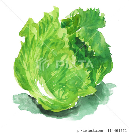 Fresh lettuce painted in watercolor 24512pix7 Fresh lettuce painted in watercolor 24512pix7 114461551
