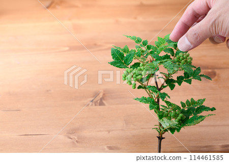花椒 花椒 114461585