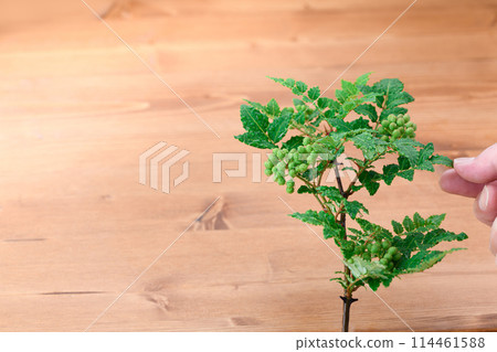 花椒 花椒 114461588