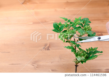 花椒 花椒 114461596