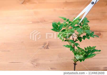 花椒 114461600