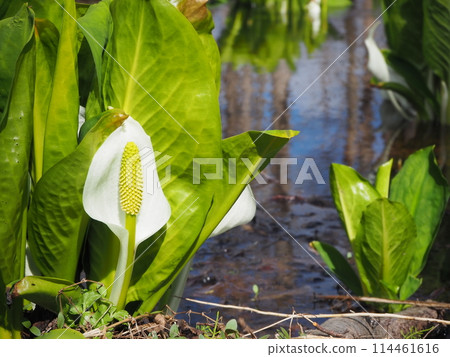 Close-up of skunk cabbage in Bibi Park Close-up of skunk cabbage in Bibi Park 114461616