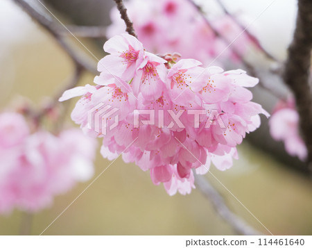 佐倉（雅） 114461640