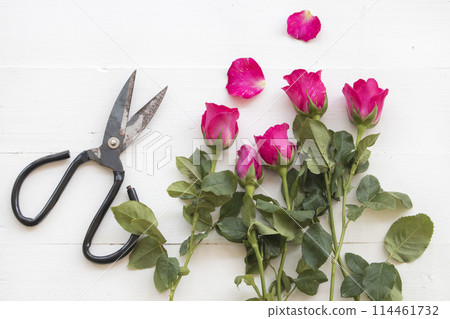 pink rose flowers with scissors arrangement flat lay style  114461732