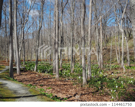 比比公園的臭甘藍 114461750