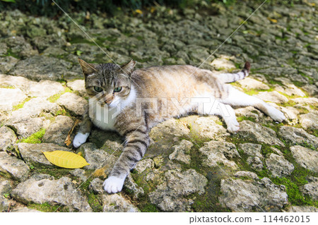 Stray cat (feral cat) 114462015