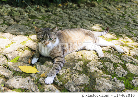 Stray cat (feral cat) 114462016