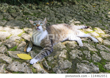 Stray cat (feral cat) Stray cat (feral cat) 114462051