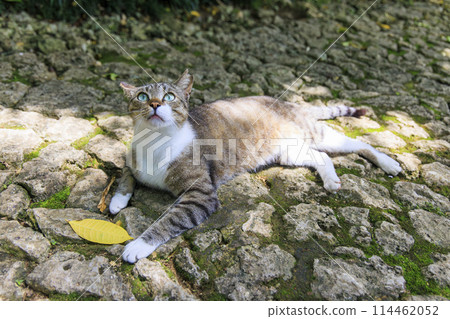 Stray cat (feral cat) 114462052