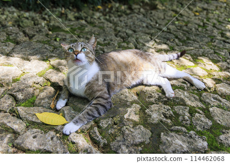 流浪貓（野貓） 114462068