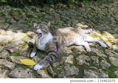 Stray cat (feral cat) 114462078